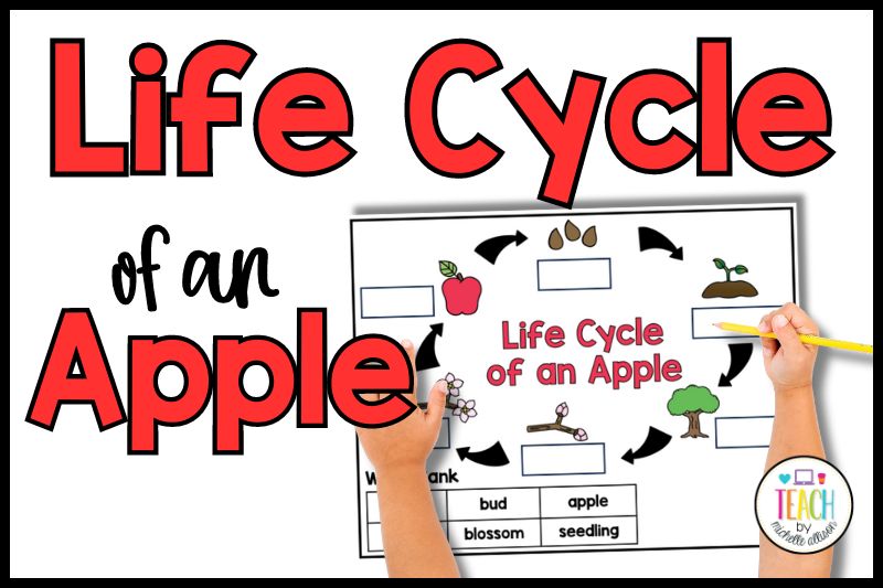 A picture of apple life cycle poster on a white background. Red text reads Life Cycle of an Apple