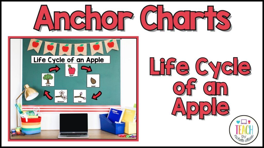 A bulletin board showing the apple life cycle with red text reading Life Cycle of an Apple.